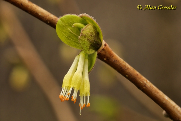 {Dirca palustris}